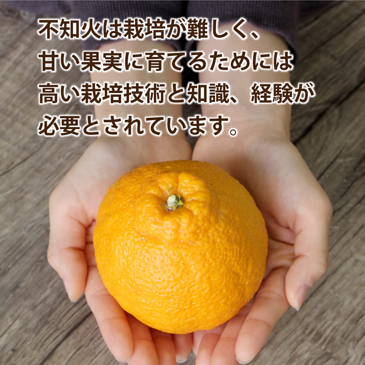 Amazon.co.jp: 熊本県産 佐賀県産 不知火 完熟でこまる デコポンと同